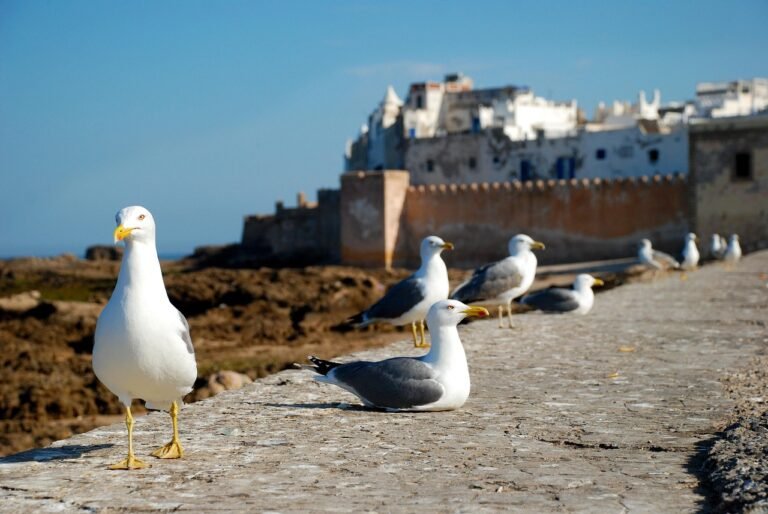 Essaouira Day Trip